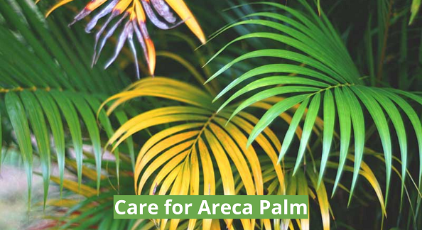 Care for Areca Palm
